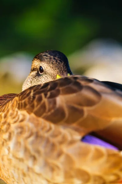 Portrét Kachny Divočině Zvířata Ptáci Mallards Jezeře Létě Fotografie Během — Stock fotografie