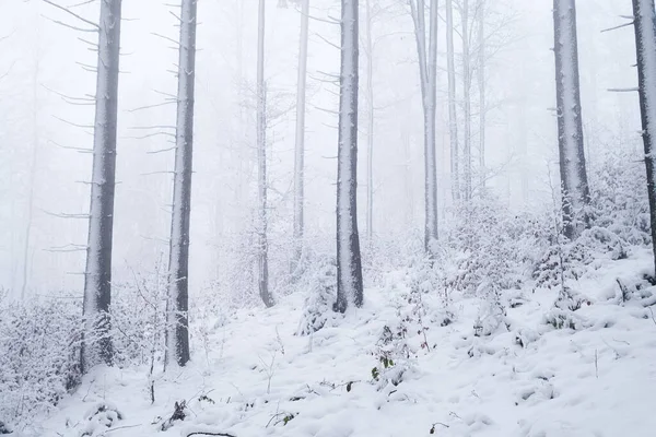 冬の森 自然な背景 冬の森の霧 雪の下の森 吹雪だ 壁紙のための写真 — ストック写真