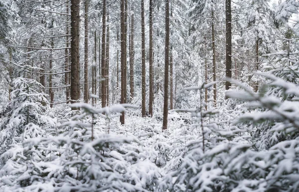 冬季森林的全景 自然背景 积雪下的森林 暴风雪 冬天森林里的雾 壁纸图片 — 图库照片