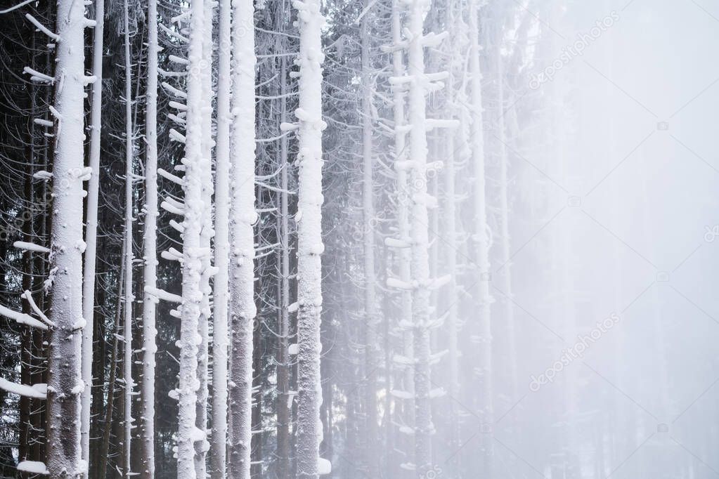 Winter forest. Natural background.  Fog in the winter forest. The forest under the snow. Snow storm.  Picture for wallpaper