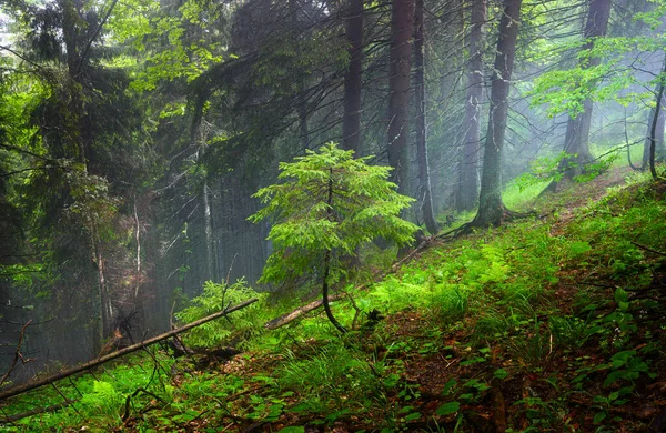 Jovem Abeto Floresta Floresta Nebulosa Cenário Natural Paisagem Verão — Fotografia de Stock