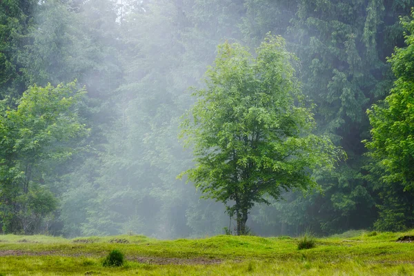 霧の森だ 木々や霧の風景です 雨の後の風景 背景のビューです 自然画像 — ストック写真