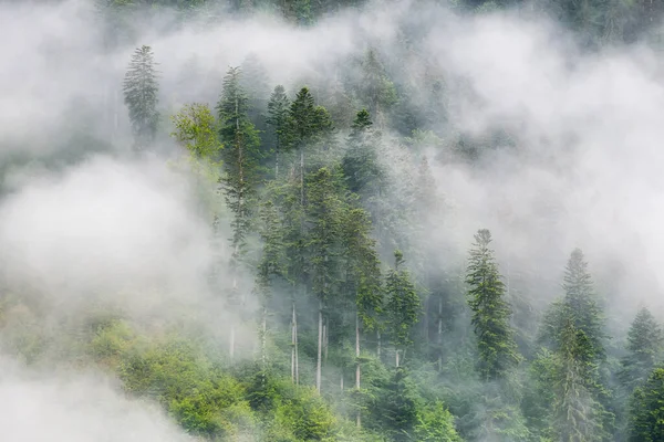 Foggy forest in the mountains. Landscape with trees and mist. Landscape after rain. A view for the background. Nature image