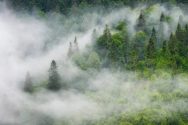 Floresta Nebulosa Nas Montanhas Paisagem Com Árvores Névoa Paisagem Após — Fotografia de Stock
