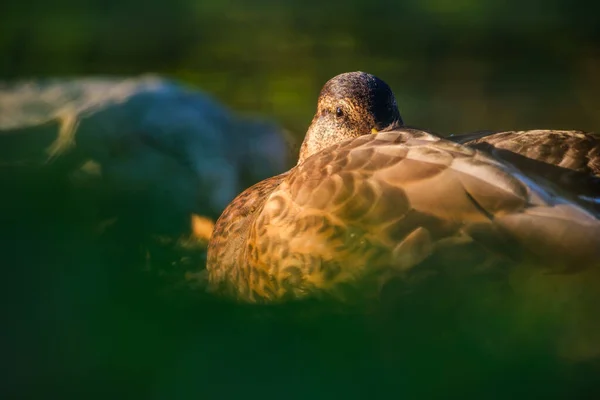 Portrait of a duck in the wild. Animals and birds. Mallards on the lake in the summertime. Photo during sunset.