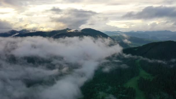 山の谷の森の上の霧 空からの眺め 森林や霧と夏の風景 ドローンから見た風景 — ストック動画