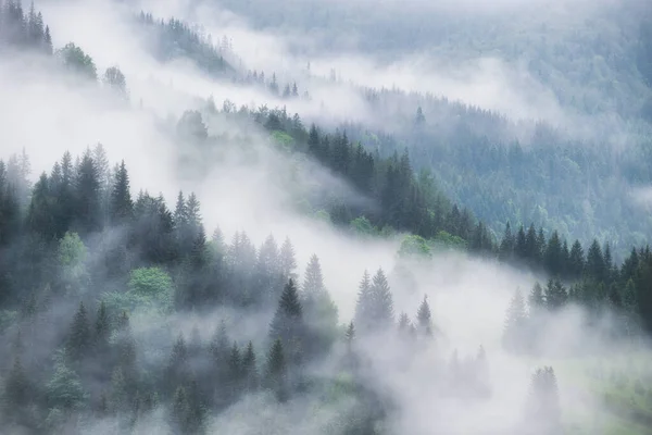 Mistig Bos Bergen Landschap Met Bomen Mist Landschap Regen Een — Stockfoto