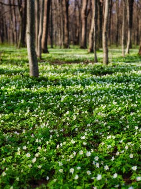Gün batımında bahar ormanı. İlkbaharda ormanda çiçekler açar. Çiçekler. Baharda manzara. Arka plan için fotoğraf. Taze bitkiler ve sıcak hava.
