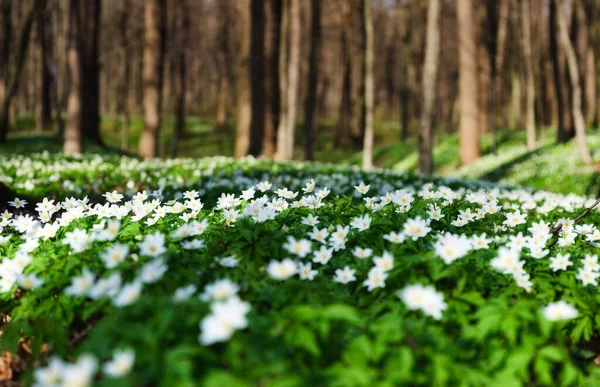 Pădurea Primăvară Apus Florile Înfloresc Primăvară Pădure Peisaj Primăvară Fotografie — Fotografie, imagine de stoc