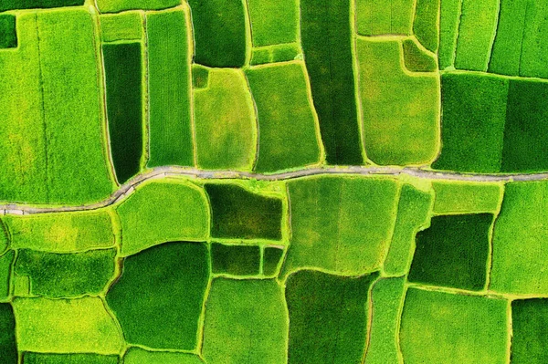 Eine Luftaufnahme Der Reisterrassen Landschaft Aus Einer Drohne Agrarlandschaft Aus — Stockfoto