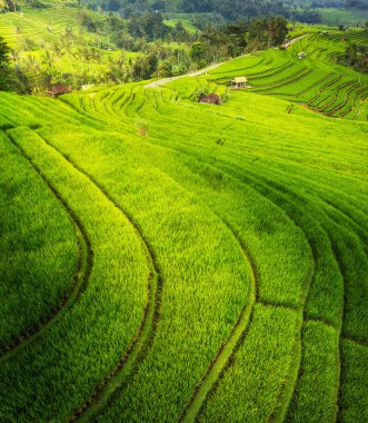 Pirinç teraslarının havadan görünüşü. İnsansız hava aracıyla manzara. Havadan tarımsal manzara. Yazın pirinç terasları. Seyahat ve tatil görüntüsü.