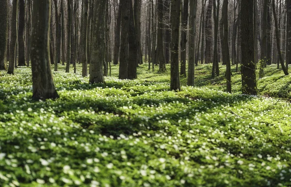 Jarní Les Při Západu Slunce Květiny Kvetou Jaře Lese Krajina — Stock fotografie