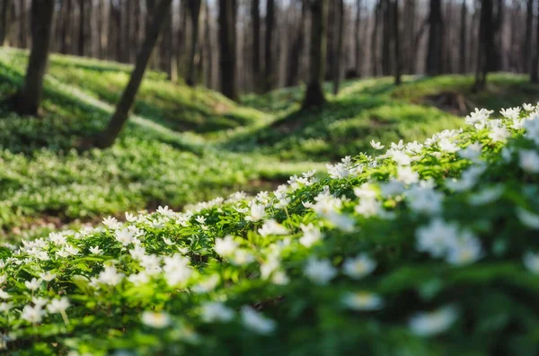 Jarní Les Při Západu Slunce Květiny Kvetou Jaře Lese Krajina — Stock fotografie