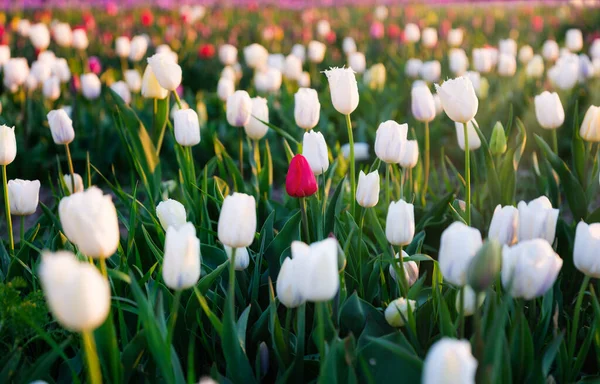 Campos Tulipanes Holanda Los Tulipanes Florecen Primavera Flores Como Telón — Foto de Stock