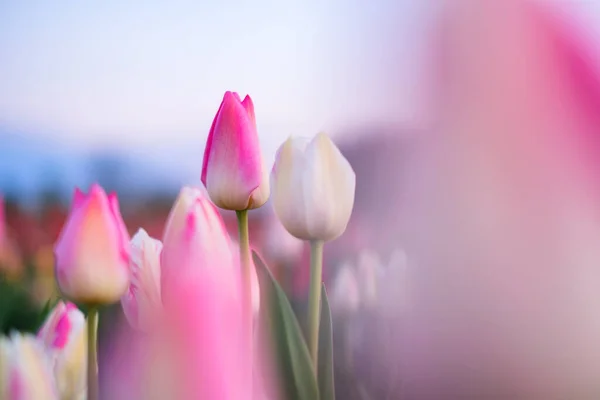 Campos Tulipanes Holanda Los Tulipanes Florecen Primavera Flores Como Telón —  Fotos de Stock