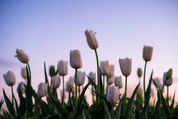 Tulipánová Pole Nizozemsku Tulipány Kvetou Jaře Květiny Jako Pozadí Přírodní — Stock fotografie