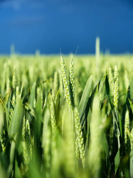 嵐の前に麦畑と暗い空 小麦のスパイク 農業の風景 夏に緑の小麦 自然の風景 — ストック写真