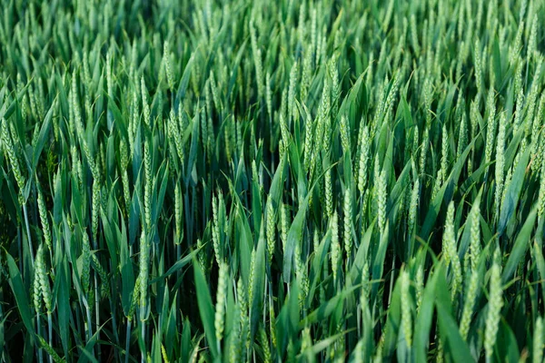 Espiguetas Trigo Como Fundo Composição Agrícola Trigo Verde Verão Uma — Fotografia de Stock