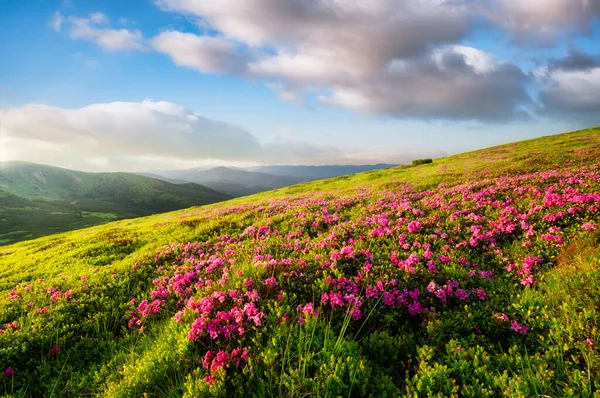 Ein Blumenfeld Abend Den Bergen Sommerlandschaft Während Der Blütezeit Der — Stockfoto