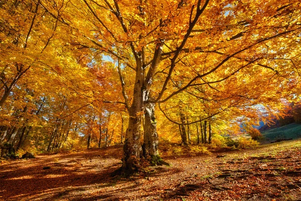 Raios Solares Através Árvores Outono Paisagem Natural Outono Floresta Floresta — Fotografia de Stock