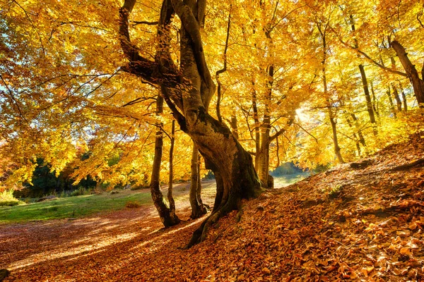 Sonnenstrahlen Durch Herbstbäume Natürliche Herbstlandschaft Wald Herbstwald Und Sonne Als — Stockfoto