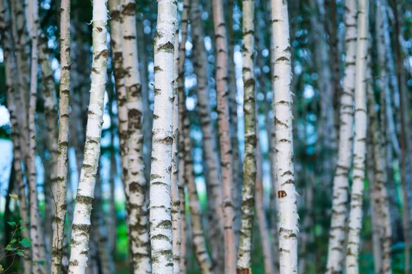 Les Stromy Jako Pozadí Les Břízami Přírodní Krajina Letním Období — Stock fotografie