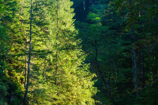 Forest Trees Background Natural Landscape Summer Time — Stock Photo, Image