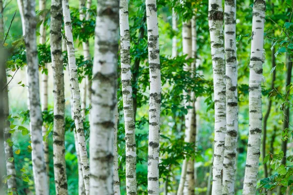Les Stromy Jako Pozadí Les Břízami Přírodní Krajina Letním Období — Stock fotografie