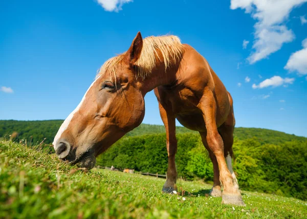 Cavalo Pasto Uma Quinta Uma Agricultura Céu Azul Claro Uma — Fotografia de Stock
