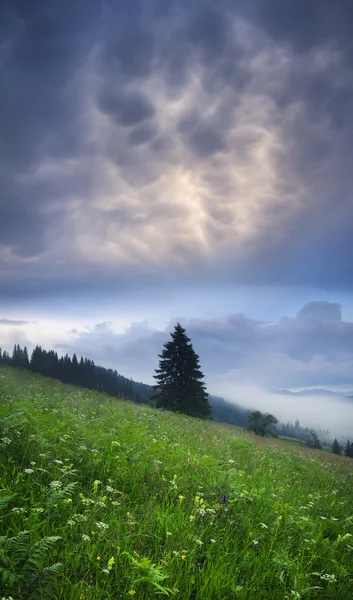 Green field and large sky with clouds. — Stock Photo, Image