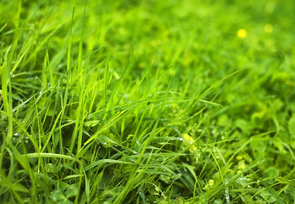 Gras mit Tau — Stockfoto