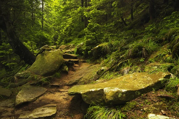 Trail durch tropischen Dschungel — Stockfoto