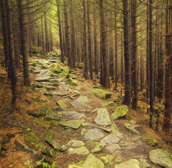 Forest walkaway — Stock Photo, Image