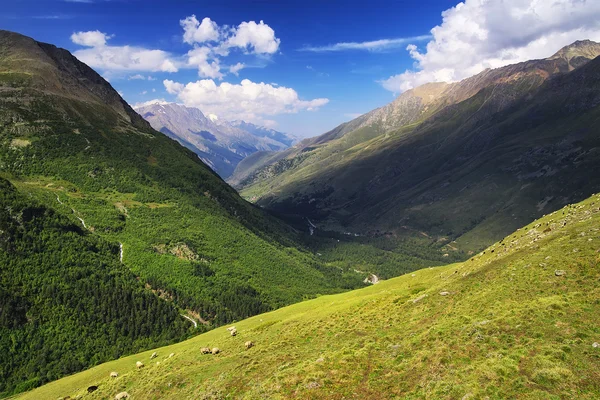 Vallée de montagne en été — Photo