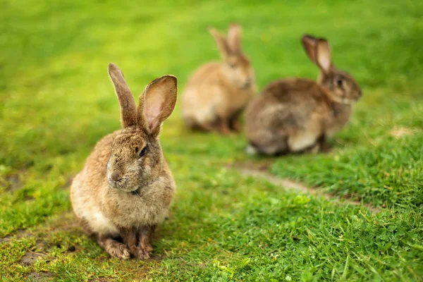 草ウサギ — ストック写真
