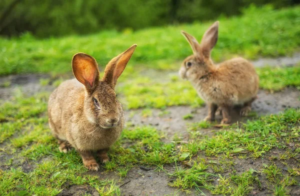 Rabbits on grass — Stock Photo, Image