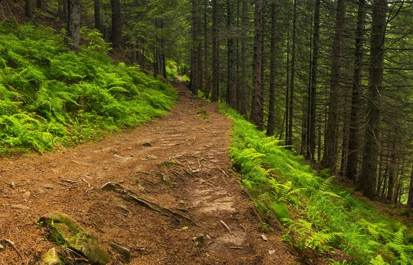 Gehweg im Sommerwald — Stockfoto