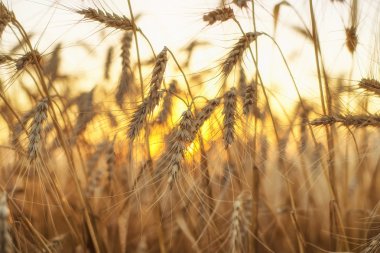 Gün batımında alan kulaklara