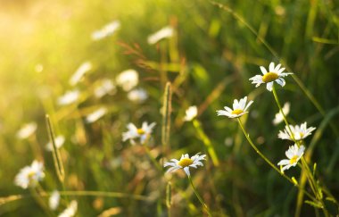 Papatya çiçeği ve güneş