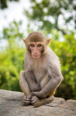 dağ ormanlarında maymunlar