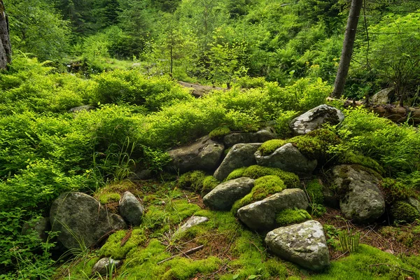 Natürlicher Waldhintergrund — Stockfoto