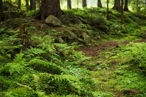 自然の森の背景 — ストック写真