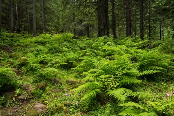 自然の森の背景. — ストック写真