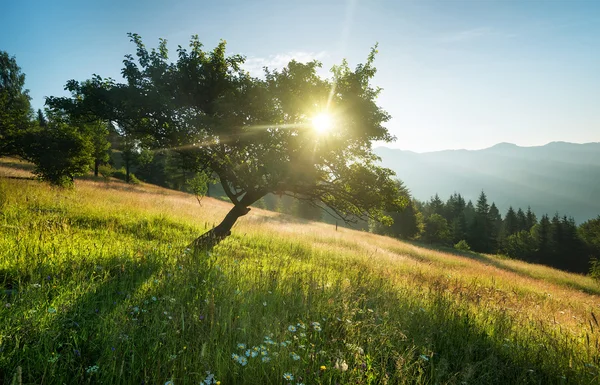 Rays in tree during sunrise — Stock Photo, Image