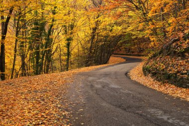 Sonbahar ormanında yol.