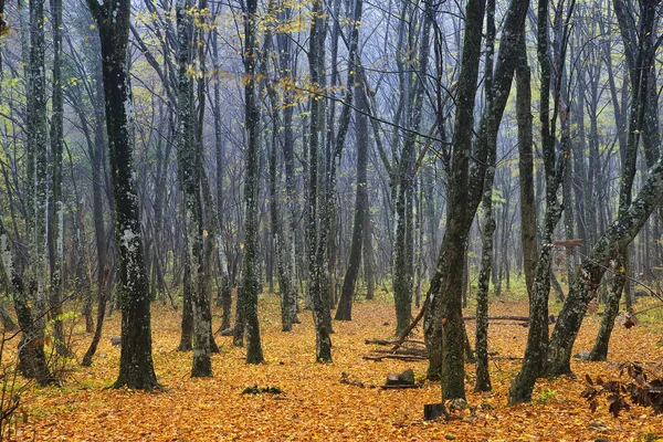 Autumn forest background — Stock Photo, Image