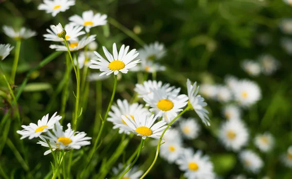 Flores em grama verde — Fotografia de Stock