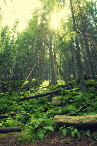 Grüner Sommerwald — Stockfoto