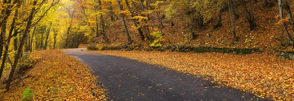 Sonbahar ormanında yol — Stok fotoğraf