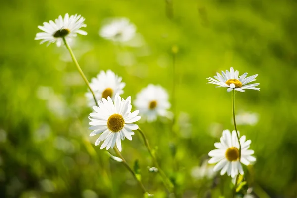 Flores no fundo do campo — Fotografia de Stock